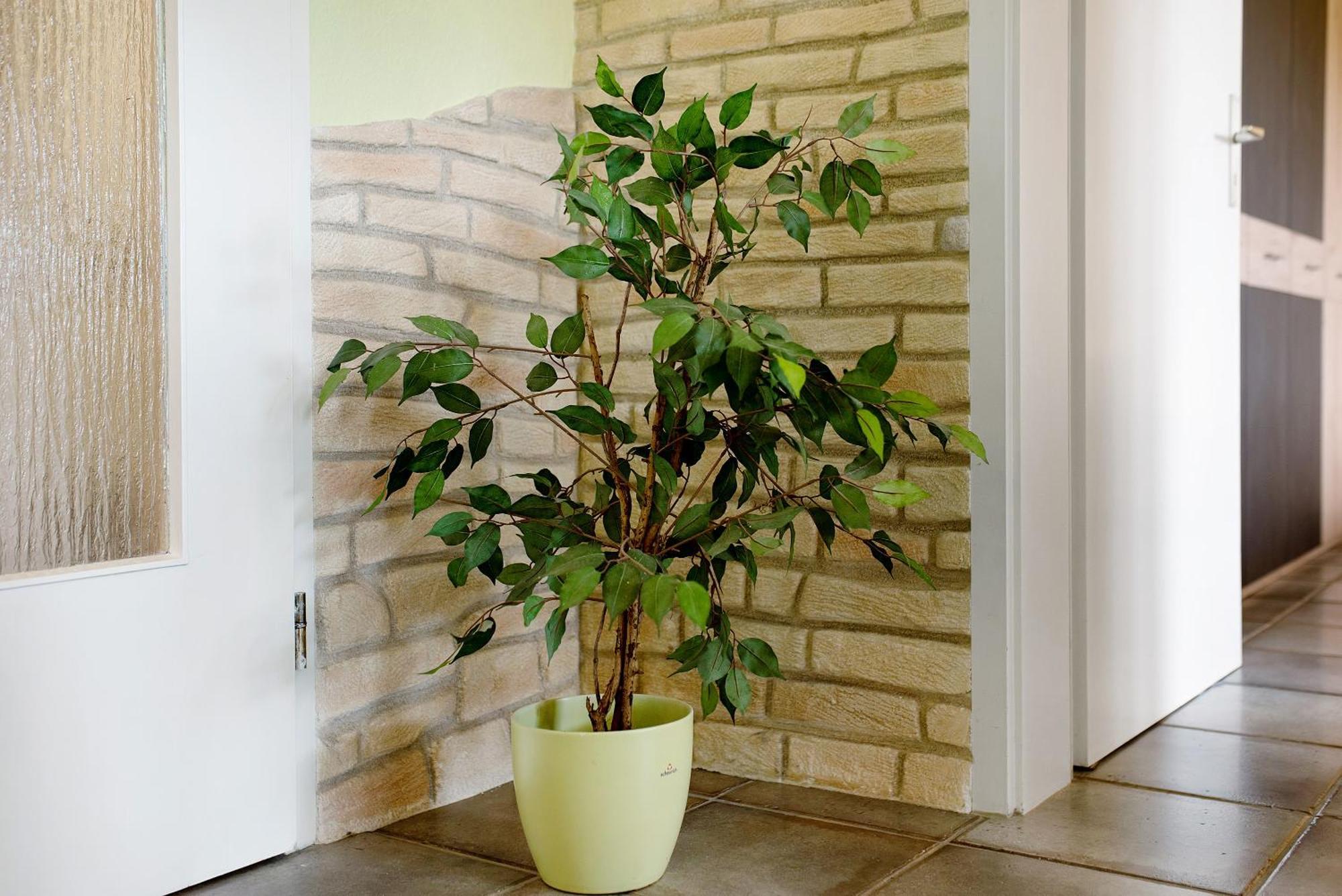 Ado Ferienwohnung グラーフェンハウゼン エクステリア 写真